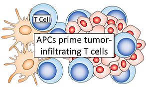 Eloquent Immunotherapy